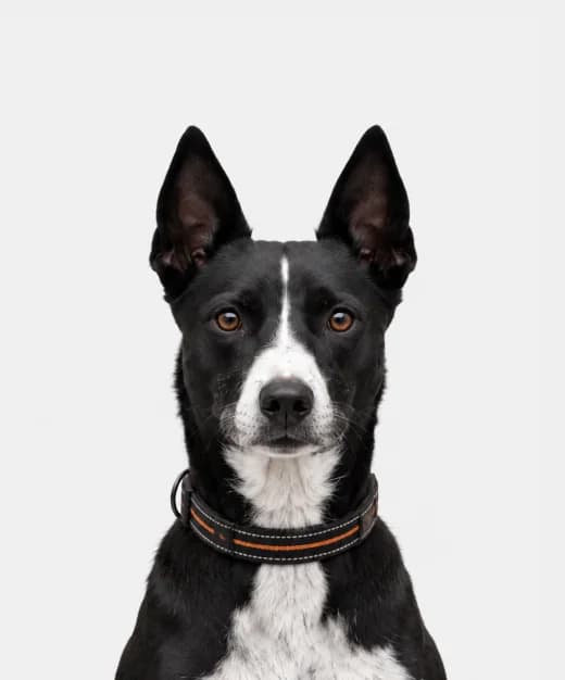 Blacky, a black and white dog with pointed ears
