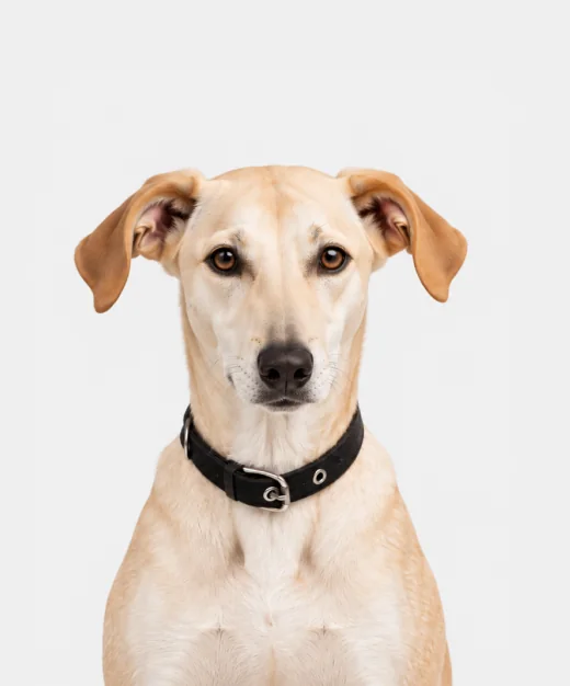 Cheese, a pale dog in a black collar