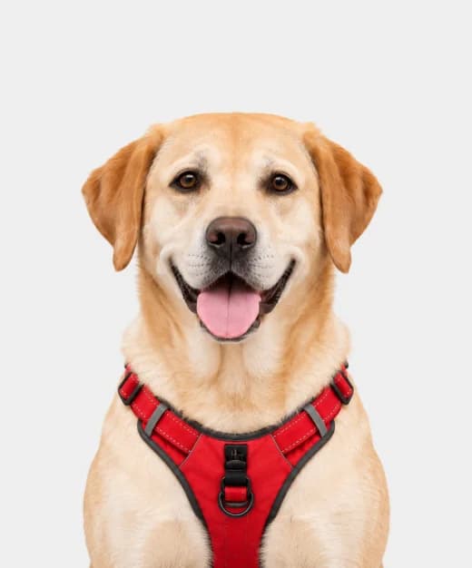 Cooper, a yellow labrador in a red harness, smiling