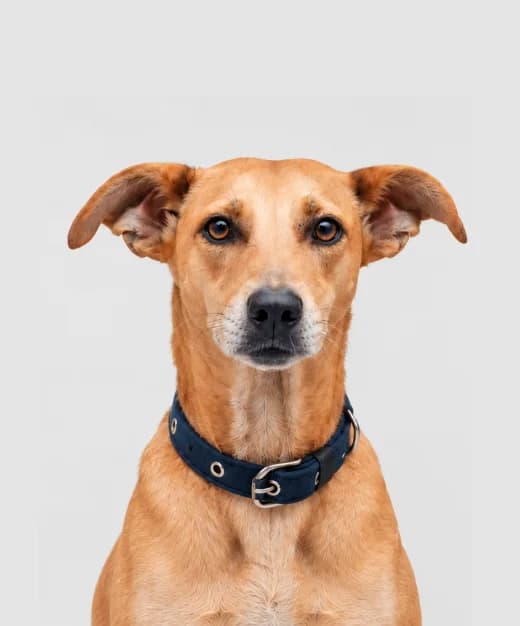 Pasta, a tan dog in a blue collar, ears up