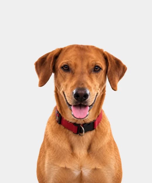 Simba, a brown dog in a red collar, tongue out